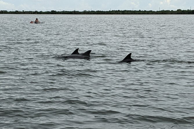 Titusville Guided Paddleboard or Kayak Adventure  - Cocoa Beach - Expectations and Additional Information