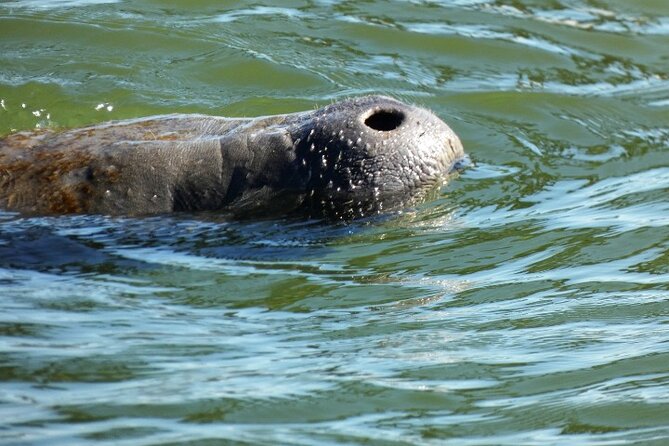 Titusville Guided Paddleboard or Kayak Adventure  - Cocoa Beach - Important Tips and Reminders