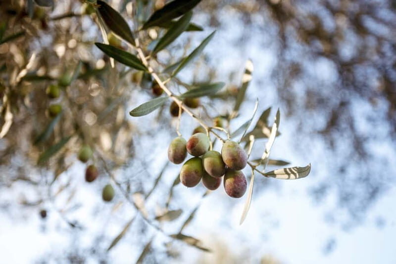 Tivoli: Entrance Ticket to Villa Adriana & App Audio Guide - Final Thoughts