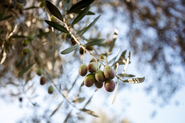 Tivoli: Entrance Ticket to Villa Adriana With Pemcard - Highlights of Villa Adriana Visit