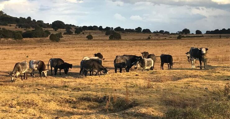 Tlaxcala Haciendas Tour - Good To Know
