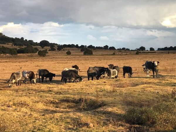 Tlaxcala Haciendas Tour - Frequently Asked Questions