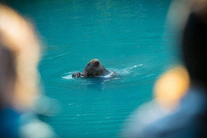 Toba Bears and Wilderness Grizzly Bear Viewing in Campbell River - Why This Tour Is a Great Fit