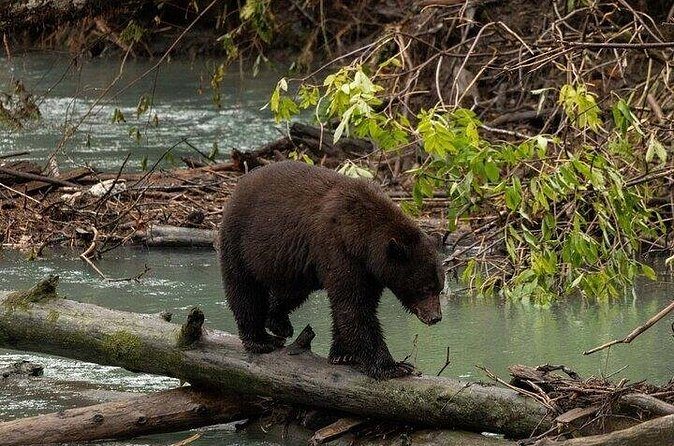 Toba Bears and Wilderness Grizzly Bear Viewing in Campbell River - FAQ