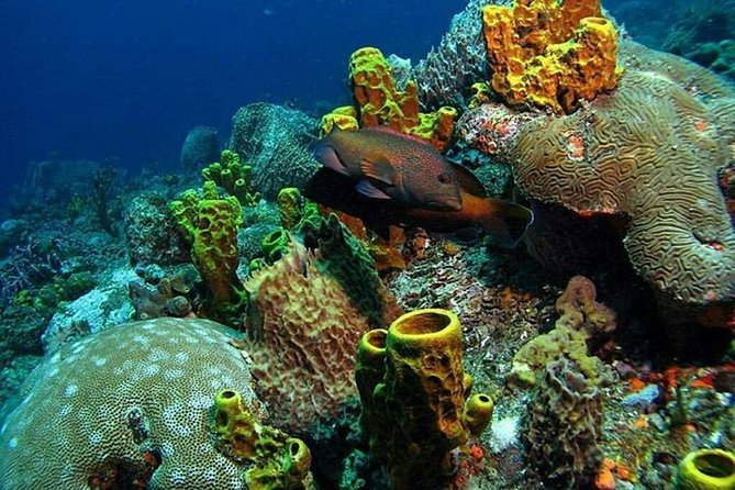 Tobago Buccoo Reef Tours - Tour Details