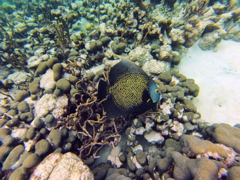 Tobago: Coral Reef Boat Tour with BBQ and Transfer - Frequently Asked Questions