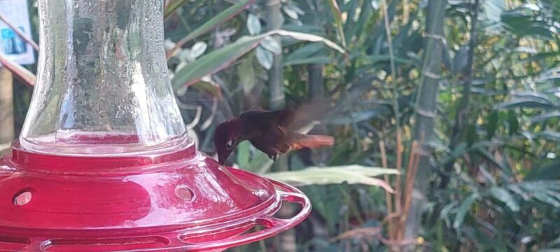 Tobago: Hummingbird Tour - Introduction: A Nature Lover’s Dream