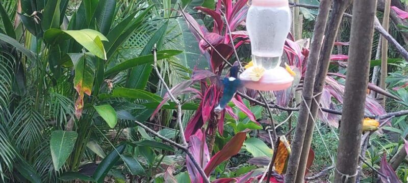 Tobago: Hummingbird Tour - Good To Know