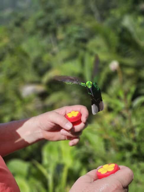 Tobago: Hummingbird Tour - The Sum Up: Is the Tobago Hummingbird Tour Worth It?