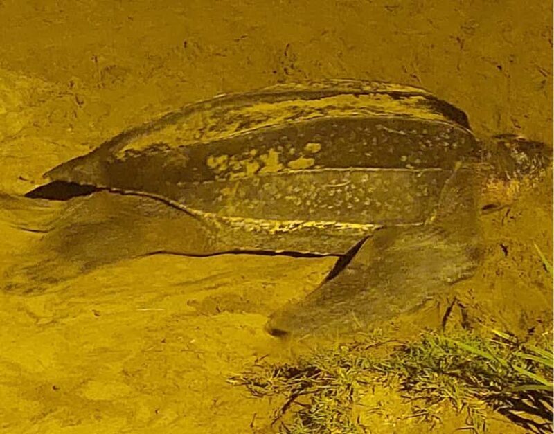 Tobago: Leatherback Turtle Nesting Tour with Pickup - Good To Know