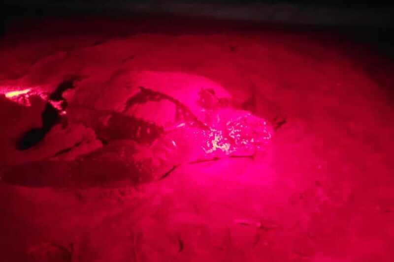 Tobago: Leatherback Turtle Nesting Tour with Pickup - The Real Value of This Experience