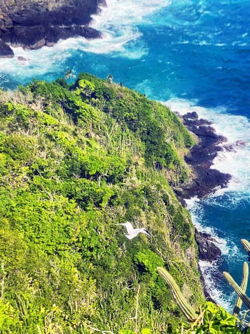 Tobago: Little Tobago Bird Sanctuary Visit and Boat Tour - Why this tour offers great value