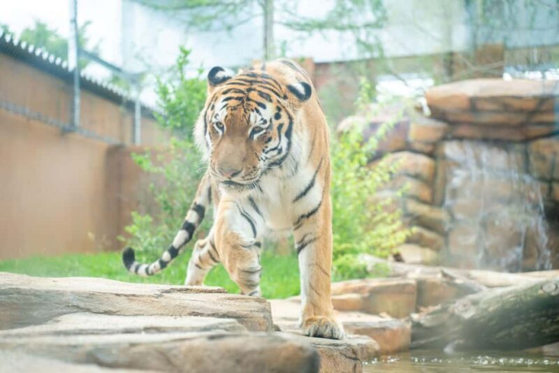 Tochigi: Nasu Animal Kingdom Entry Ticket - An In-Depth Look at Nasu Animal Kingdom