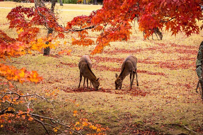 Todaiji Temple Nara Park and Naramachi Alley Walk - Good To Know