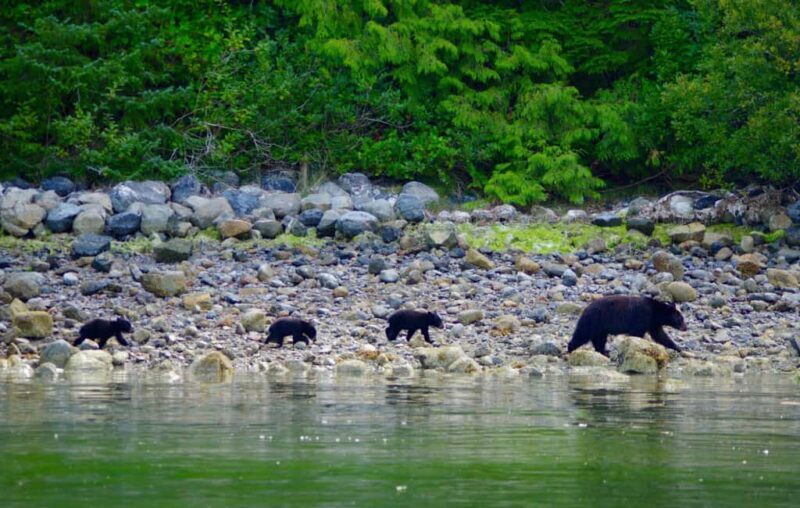 Tofino: Bear Watching Boat Tour with Nature Guide - Good To Know