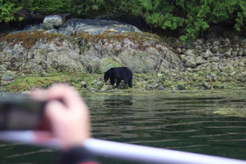 Tofino: Bear Watching Boat Tour with Nature Guide - An In-Depth Look at the Tofino Bear Watching Experience
