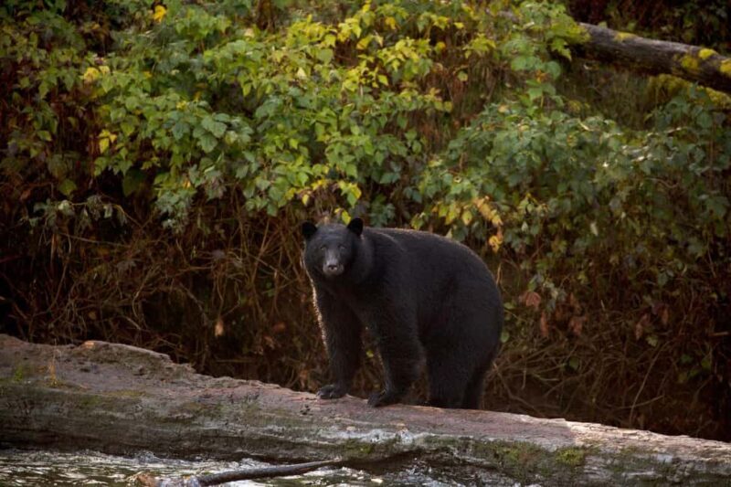 Tofino: Bear Watching Boat Tour with Nature Guide - FAQs