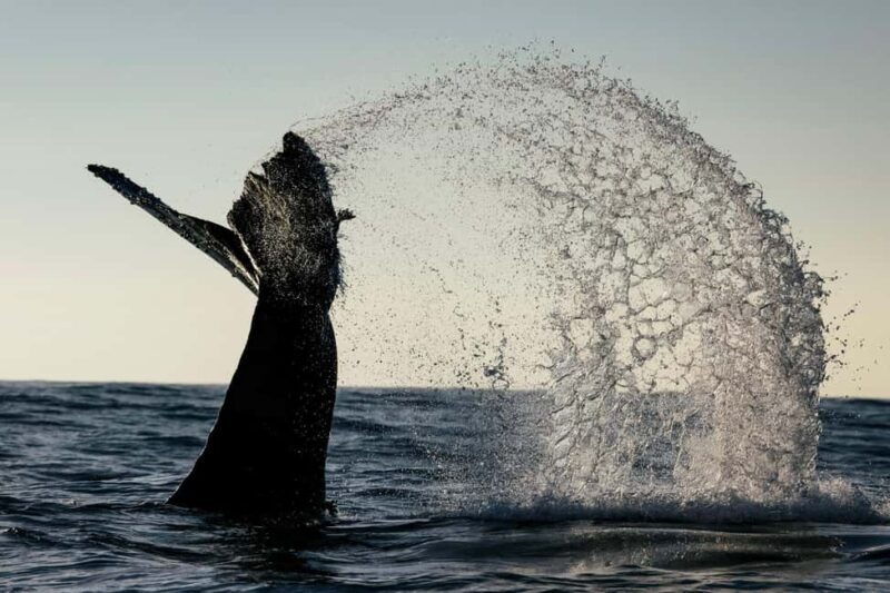 Tofino: Covered Boat Winter Wildlife Watching Tour - In-Depth Review of the Tour Experience
