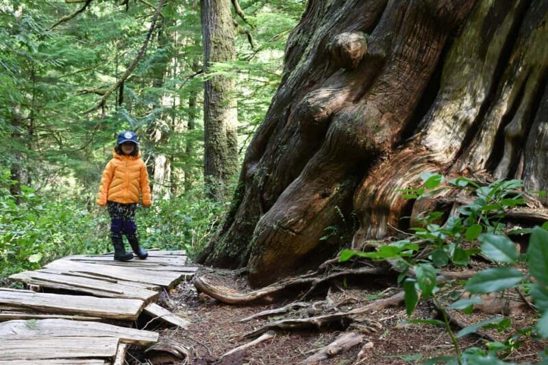 Tofino: Private Boat Tour with Big Tree Trail & Crabbing - Why You Should Consider This Tour