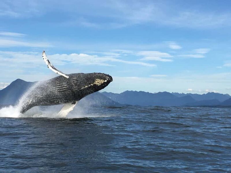 Tofino: Whale Watching Tour with Nature Guide - Good To Know