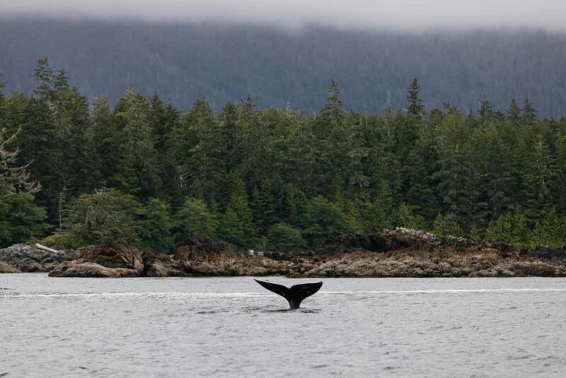 Tofino: Whale Watching Tour with Nature Guide - Experience Overview