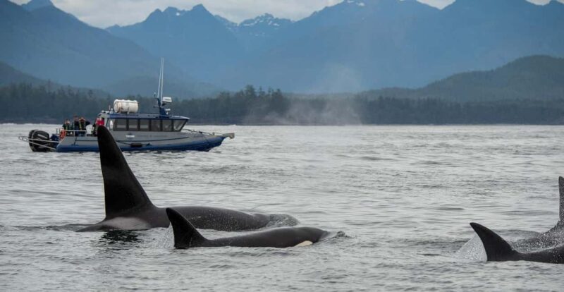 Tofino: Whale Watching Tour with Nature Guide - The Value of the Experience