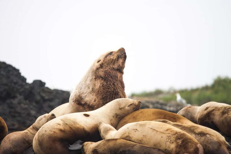 Tofino: Whale Watching Tour with Nature Guide - Who Will Love This Tour?