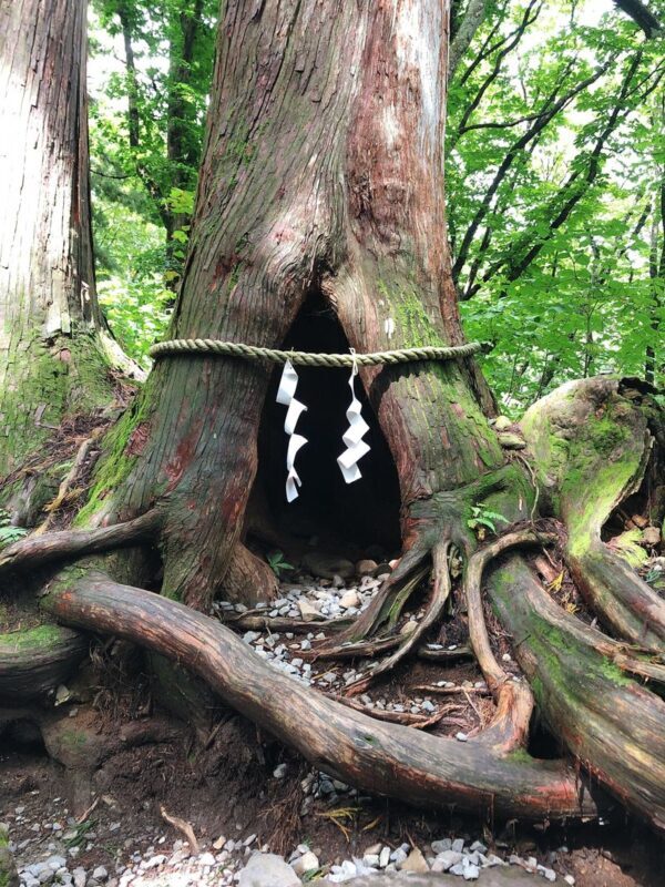 Togakushi Day Tour:Hands-on Soba Noodles,Ninja Village,Hidden Shrine - Soba making turns lunch into part of the tour