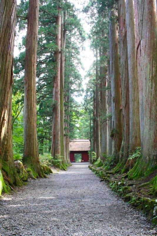 Togakushi Day Tour:Hands-on Soba Noodles,Ninja Village,Hidden Shrine - Is $146.99 good value?