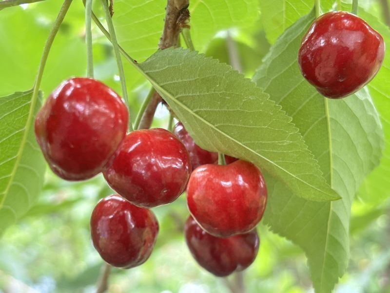Tohoku One-Day Tour: Ginzan Onsen-Zao Ropeway & Ice Monsters-Okama Crater-Seasonal Fruit Picking-Special Lunch One-Day Tour (Departing from Sendai) - Who should book this day trip?