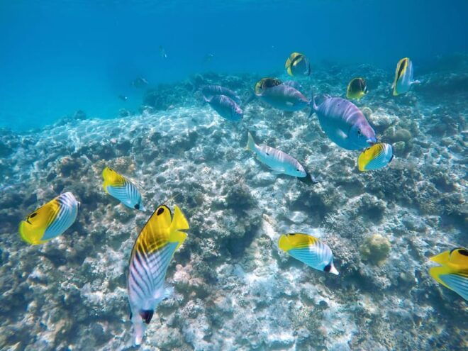 Tokashiki 1 Day : 2 Beaches Snorkeling 2024 Summer Limited! - Snorkeling Experience Highlights