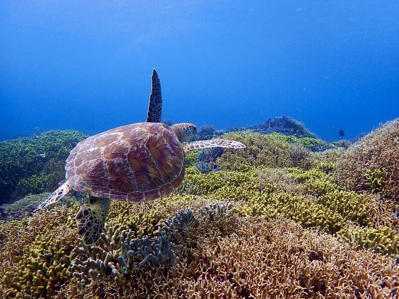 Tokashiki Island Boat Snorkeling Experience - Which package gives you better value?