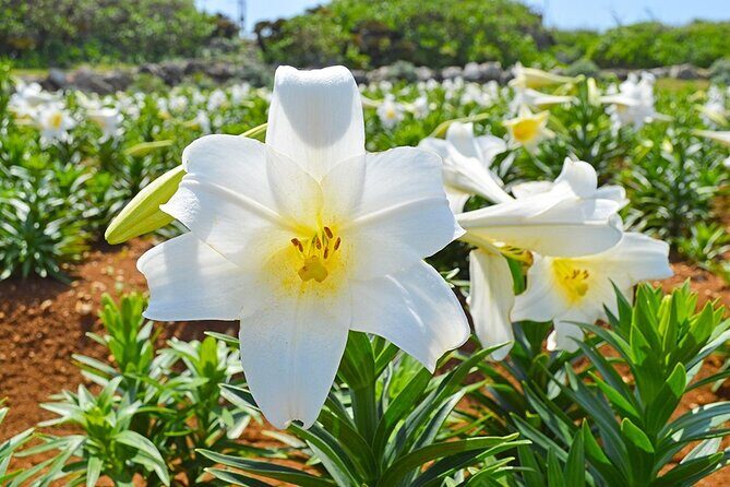 Tokashiki Island Day Trip from Naha - The Real-World Experience: Authentic Encounters & Practical Tips