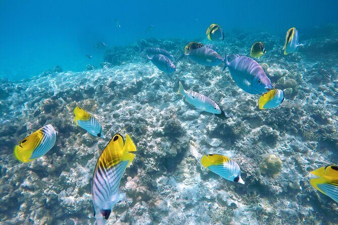 Tokashiki Island Day Trip from Naha - FAQs