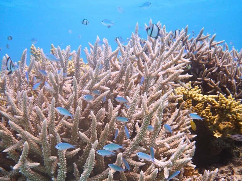 Tokashiki Tokashiku Beach: Banana Boat Snorkeling (No Ferry) - Good To Know