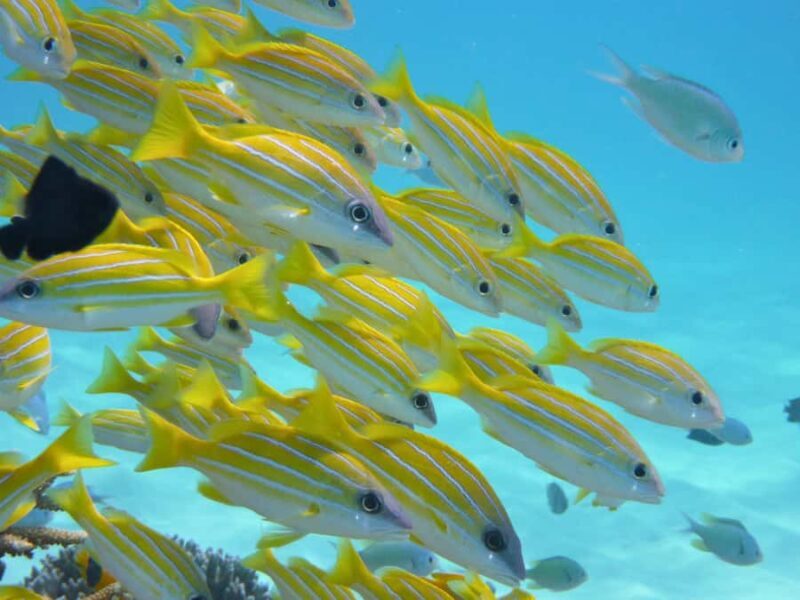 Tokashiki Tokashiku Beach: Banana Boat Snorkeling (No Ferry) - Overview of the Experience