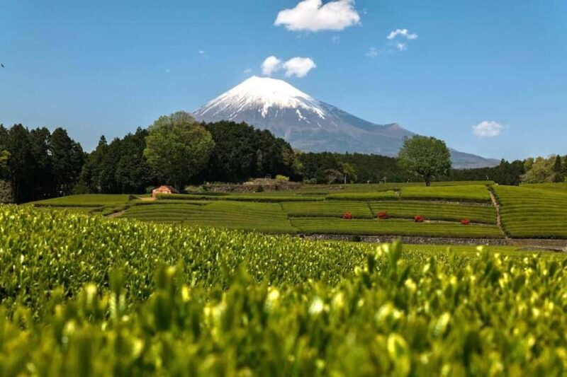 Tokyo: 3-Day Tea-Picking and Surfing in Shizuoka - Good To Know
