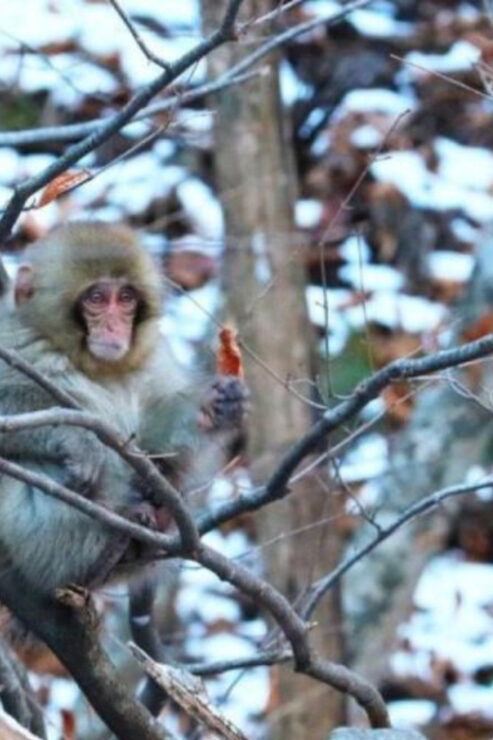 Tokyo: A Memorabele Snow Monkey Park and Zenkoji Temple Tour - Good To Know