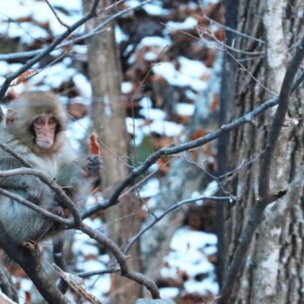 Tokyo: A Memorabele Snow Monkey Park and Zenkoji Temple Tour - Important Recommendations