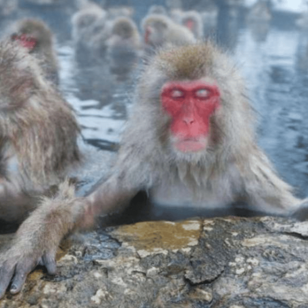 Tokyo: A Memorabele Snow Monkey Park and Zenkoji Temple Tour - Customer Experience and Reviews
