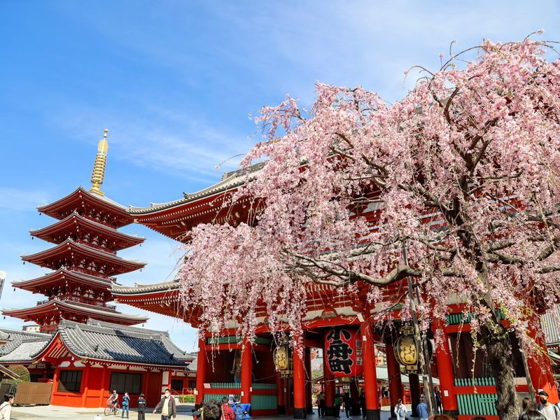 Tokyo Amazing Sightseeing Bus Day Tour by Professional guide - A coach day built for seeing more