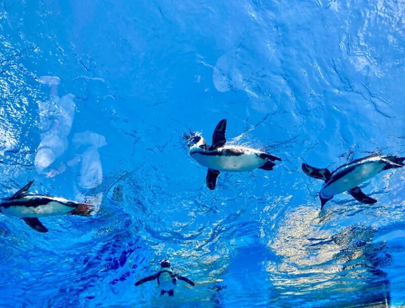 Tokyo : Aquarium Backyard Tour and Tokyo View Observatory - Final Thoughts: Who Will Love This Tour?