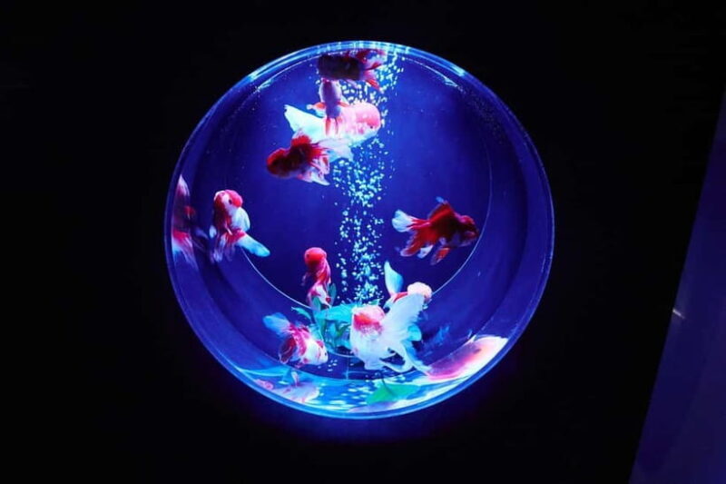 Tokyo: Art Aquarium Museum GINZA Entry Ticket - What is the Art Aquarium Museum GINZA?