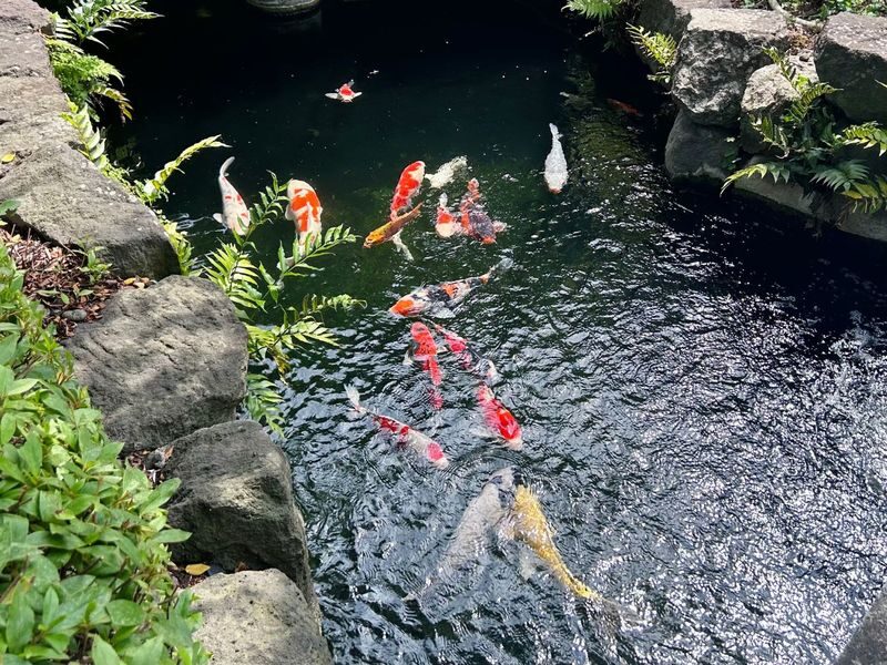 Tokyo Asakusa & Senso-ji Half-Day Cultural Walking Tour - Should you book the Asakusa and Senso-ji walk?
