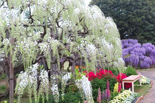 Tokyo Ashikaga Flower Park Full-Day Private Tour - Sano Premium Outlets: a long shopping stop
