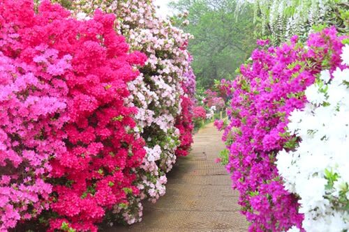 Tokyo Ashikaga Flower Park Full-Day Private Tour - What the price buys, and what it does not