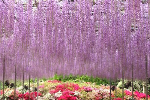 Tokyo Ashikaga Flower Park Full-Day Private Tour - Choose a vehicle for people and bags