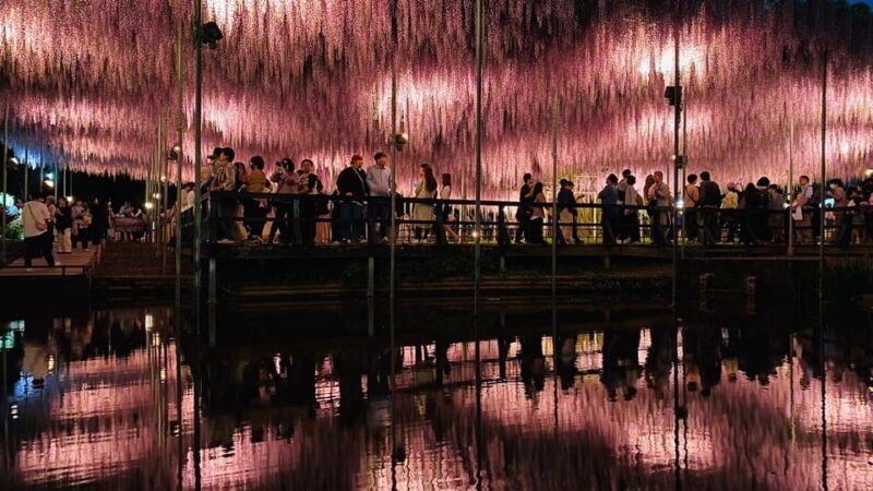 Tokyo: Ashikaga Flower Park with Entry Ticket - Price and Value
