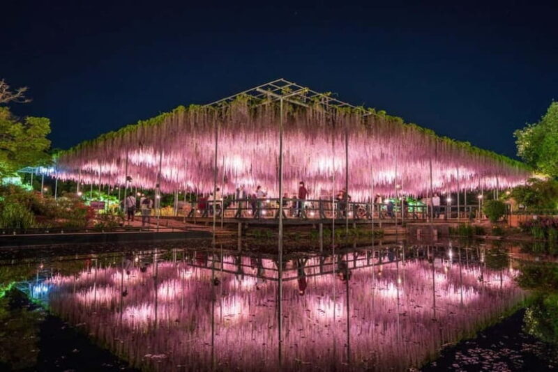 Tokyo: Ashikaga Flower Park with Entry Ticket - The Experience of the Guides