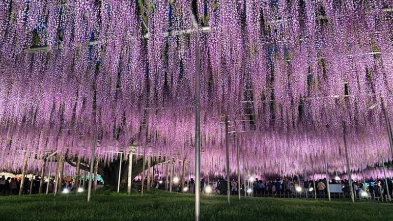 Tokyo: Ashikaga Flower Park with Entry Ticket - Good To Know